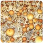 Псилоцибиновые (галлюциногенные)  грибы Psilocybin "Golden Teacher" в Амурске