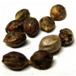 Семена марихуаны АК-47  (Seeds AK-47) в Амурске